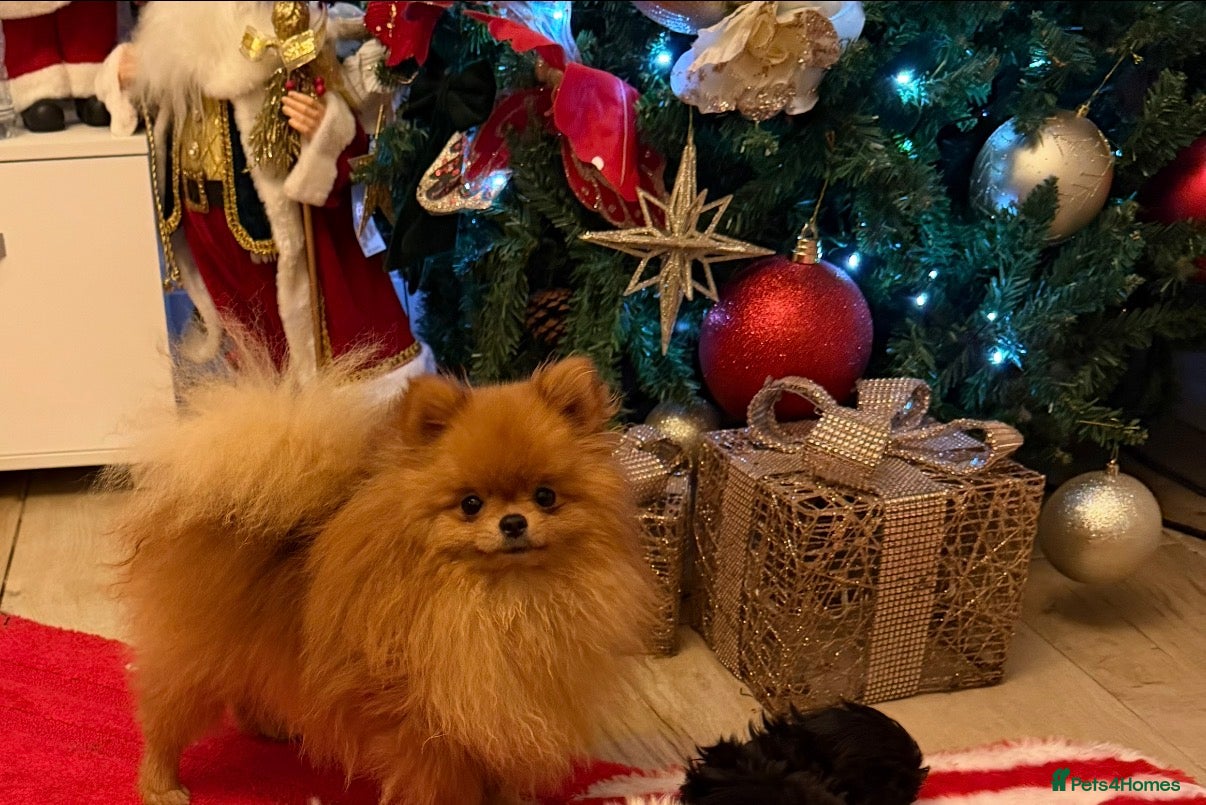 Pomeranian dogs incredible deep orange stud boy - Advert 13