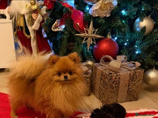 Pomeranian dogs incredible deep orange stud boy - Advert 12