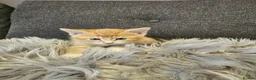 Mixed Breed cats for sale: Cute kittens in Leeds - Advert 5