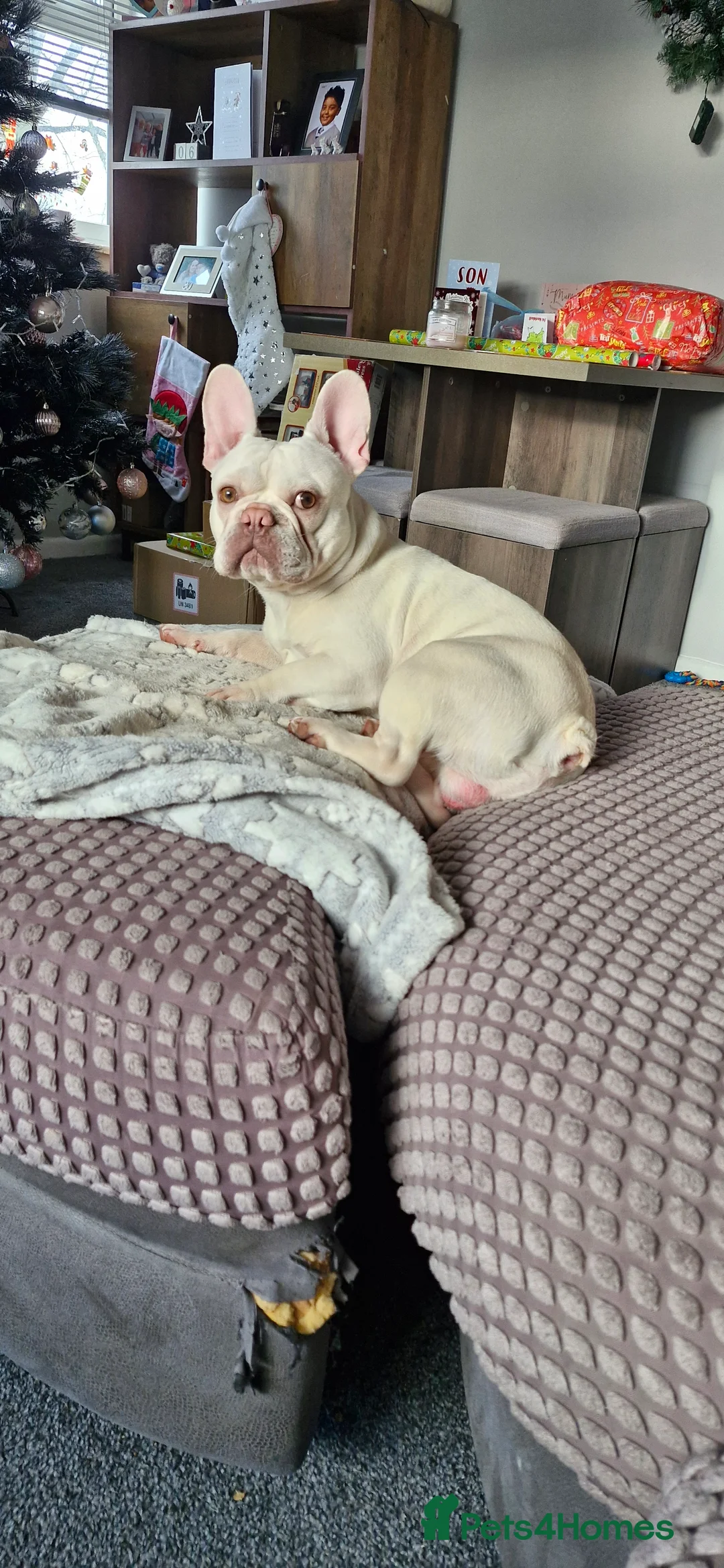 French Bulldog dogs for sale: Mal3 French bulldog  - Advert 1