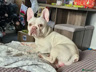 French Bulldog dogs Mal3 French bulldog - Advert 8