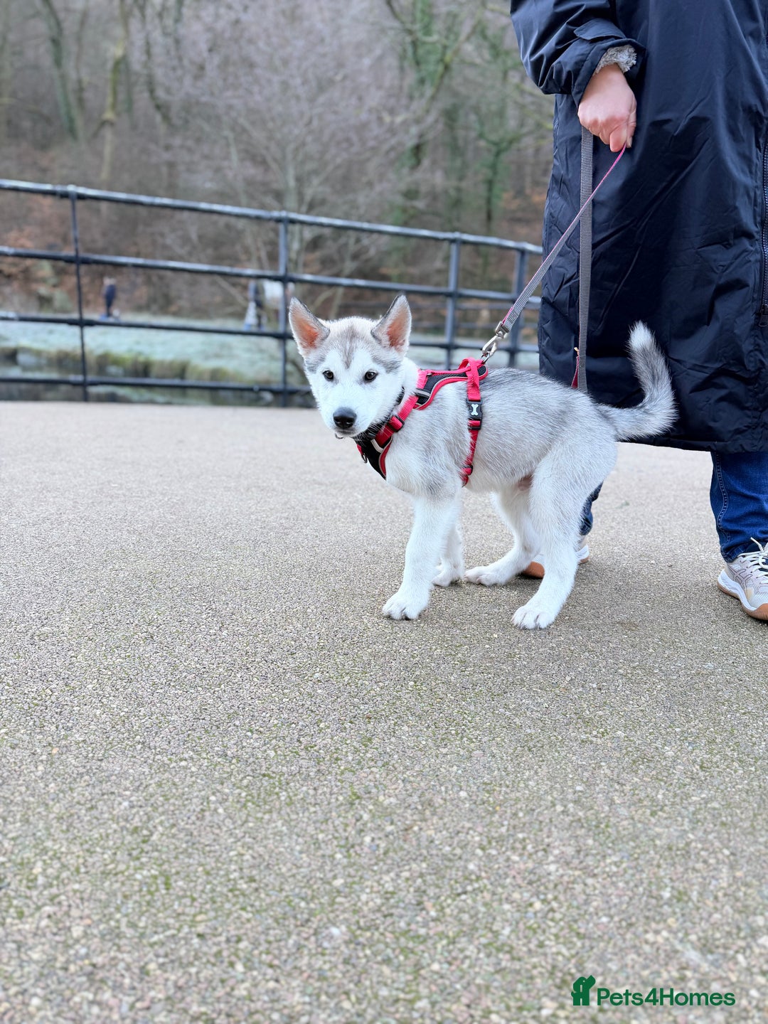 Siberian Husky dogs for sale: Male Siberian Husky  - Advert 1