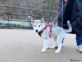 Siberian Husky dogs Male Siberian Husky - Advert 1