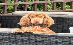 Cocker Spaniel dogs for sale: Stunning Show Cocker Spaniel Puppies - Image 4
