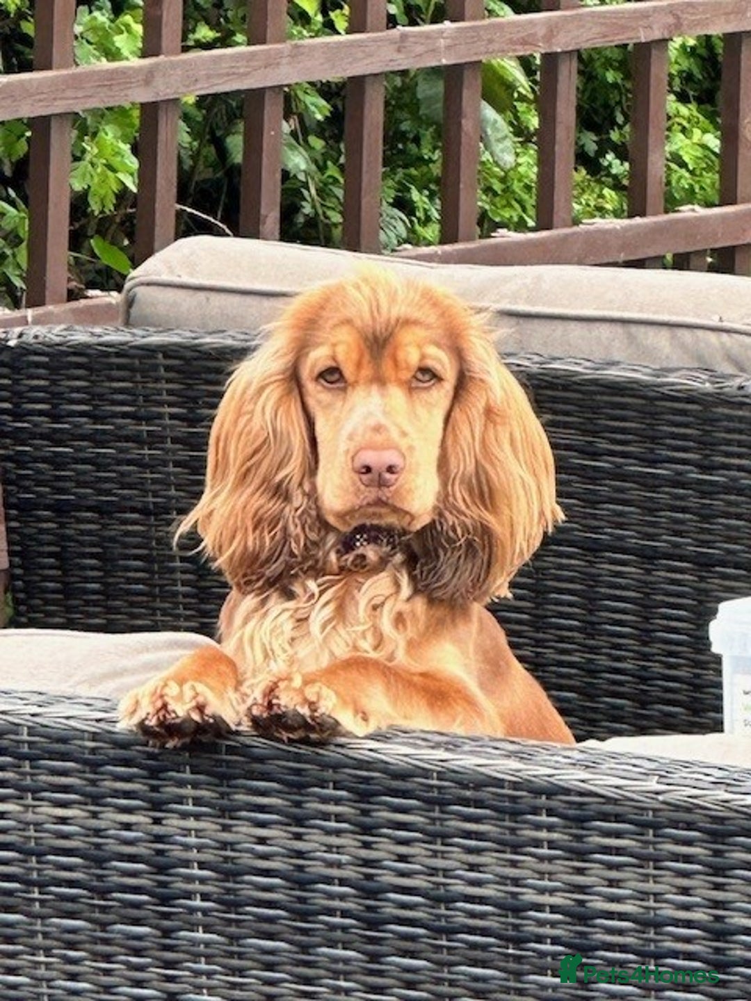 Cocker Spaniel dogs for sale: Stunning Show Cocker Spaniel Puppies - Image 4