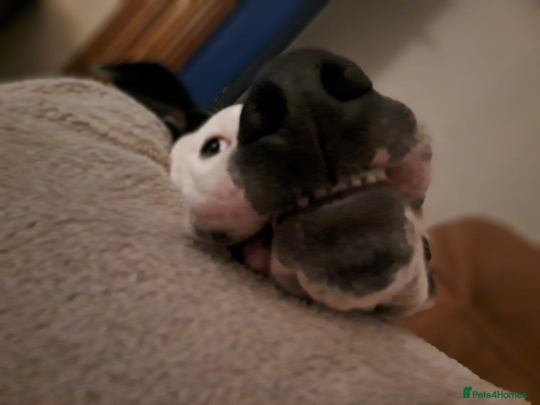 Mixed Breed dogs for sale: Looking for a new family - Image 7