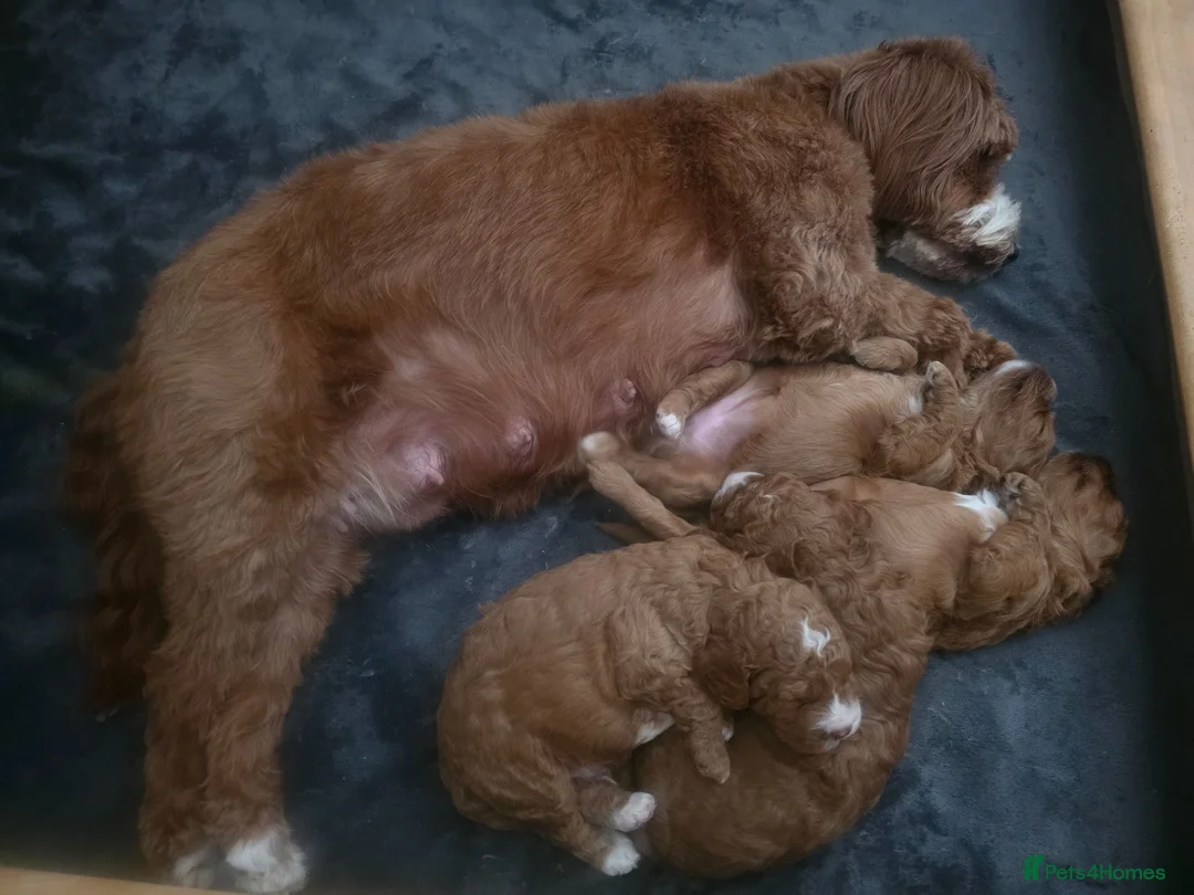 Cockapoo dogs for sale: FINAL GORGEOUS F1B TOY COCKAPOO GIRL - BRISTOL - Advert 2