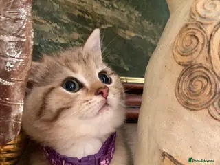 British Shorthair cats British shorthair kittens - Advert 2