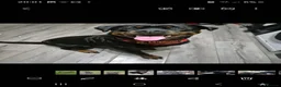 Rottweiler dogs for sale: rottweiler puppies - Advert 13