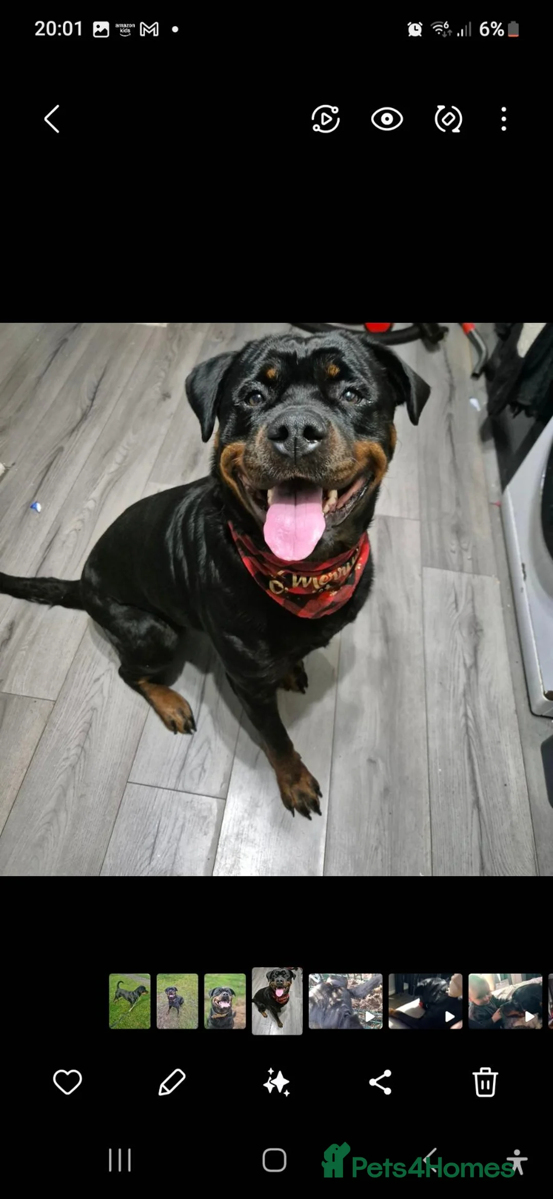 Rottweiler dogs for sale: rottweiler puppies - Advert 13
