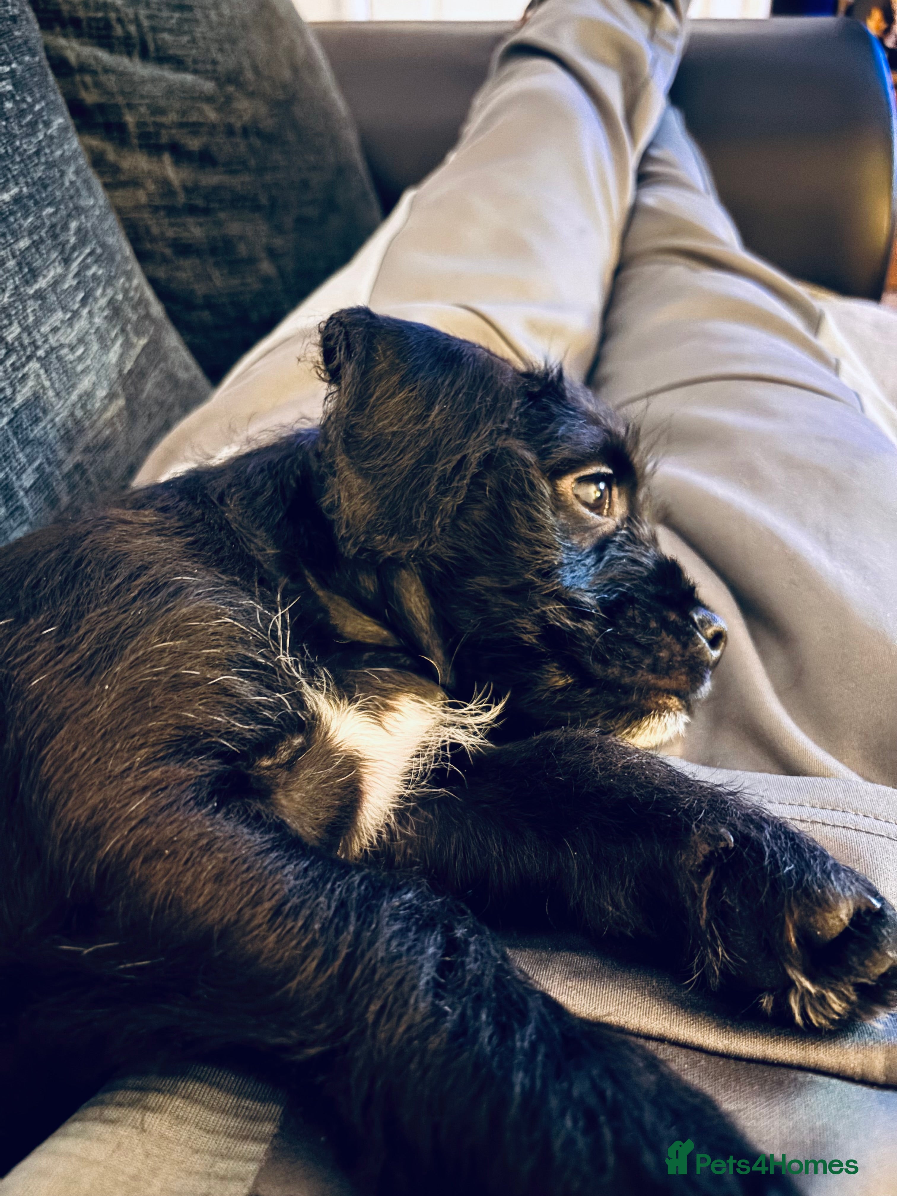 Mixed Breed dogs 💚❤️ READY TO LEAVE NOW ❤️💚 - Advert 10