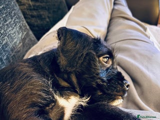 Mixed Breed dogs 💚❤️ READY TO LEAVE NOW ❤️💚 - Advert 10