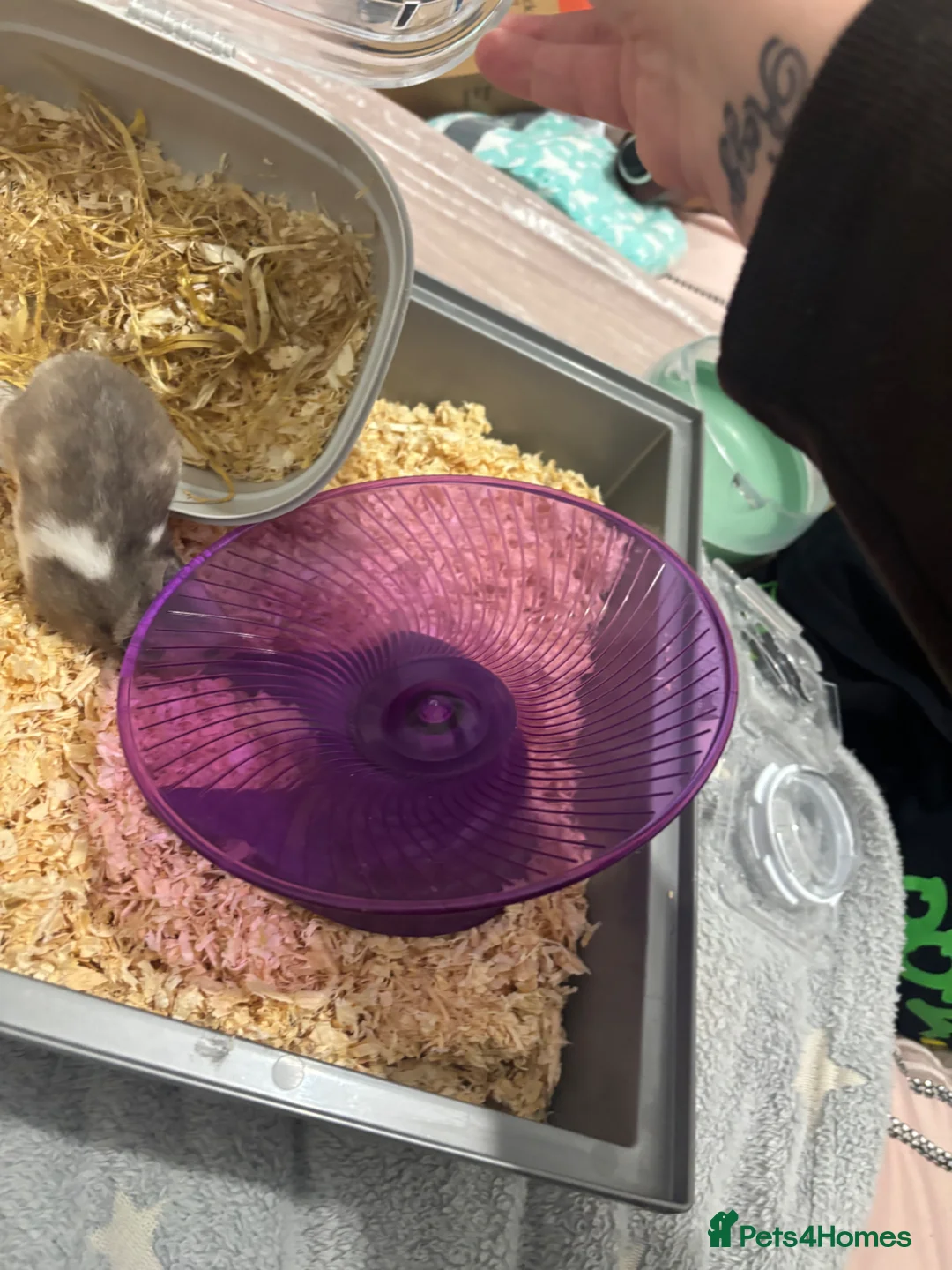 Hamster rodents for sale: Male Syrian hamster  in Epsom - Advert 3