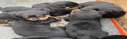 Rottweiler dogs for sale: 5 Males and 1 Female available!  - Advert 6
