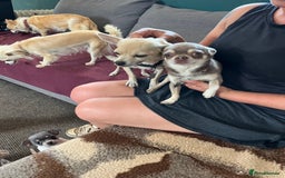 Chihuahua dogs for sale: Chihuahua boy - Image 2