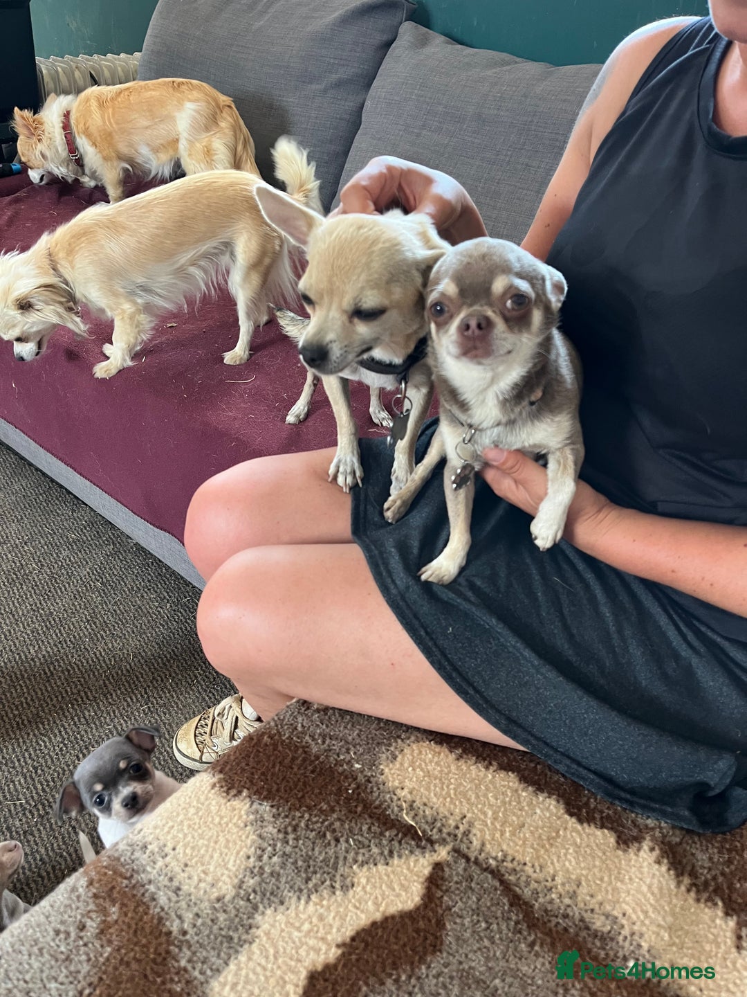 Chihuahua dogs for sale: Chihuahua boy - Image 2