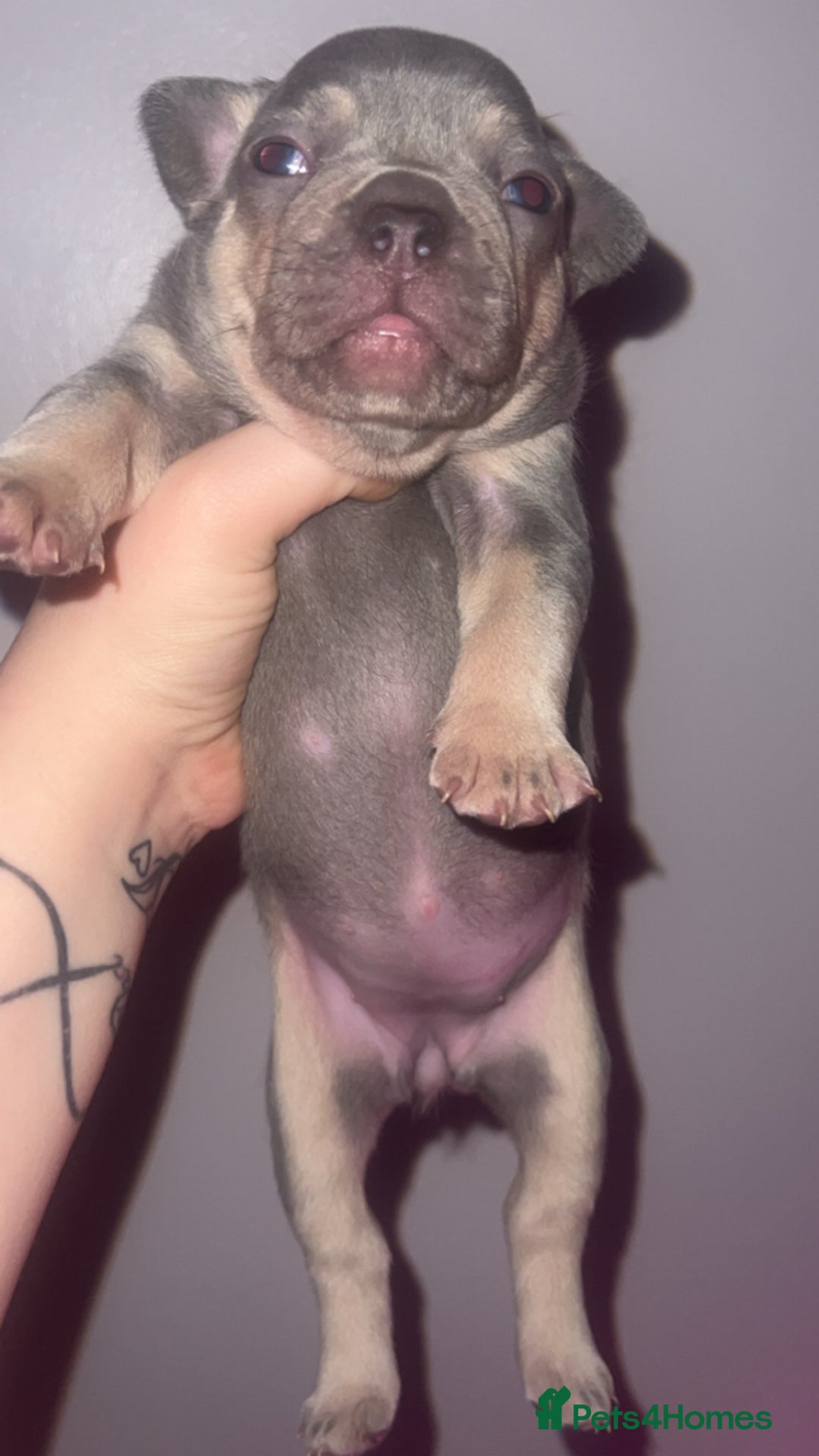 French Bulldog dogs for sale: French Bulldog Puppies  - Image 18