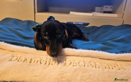 Miniature Dachshund dogs for sale: IVDD TESTED Exceptional pedigree - Image 4