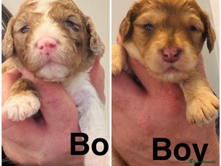 Cockapoo dogs REDUCED DNA TESTED, Last 2 boys, Ready 25th Nov❤️ - Advert 18