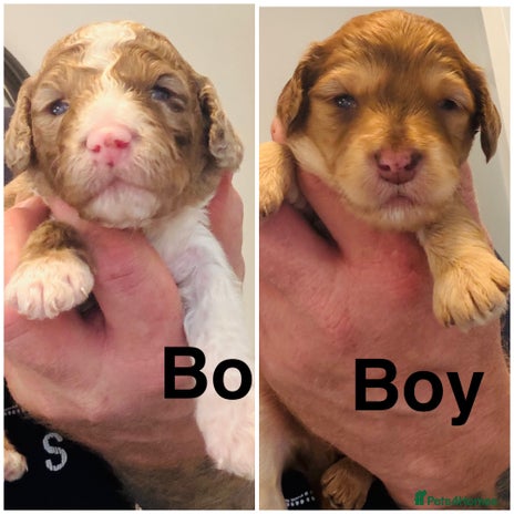 Cockapoo dogs REDUCED DNA TESTED, Last 2 boys, Ready 25th Nov❤️ - Advert 16