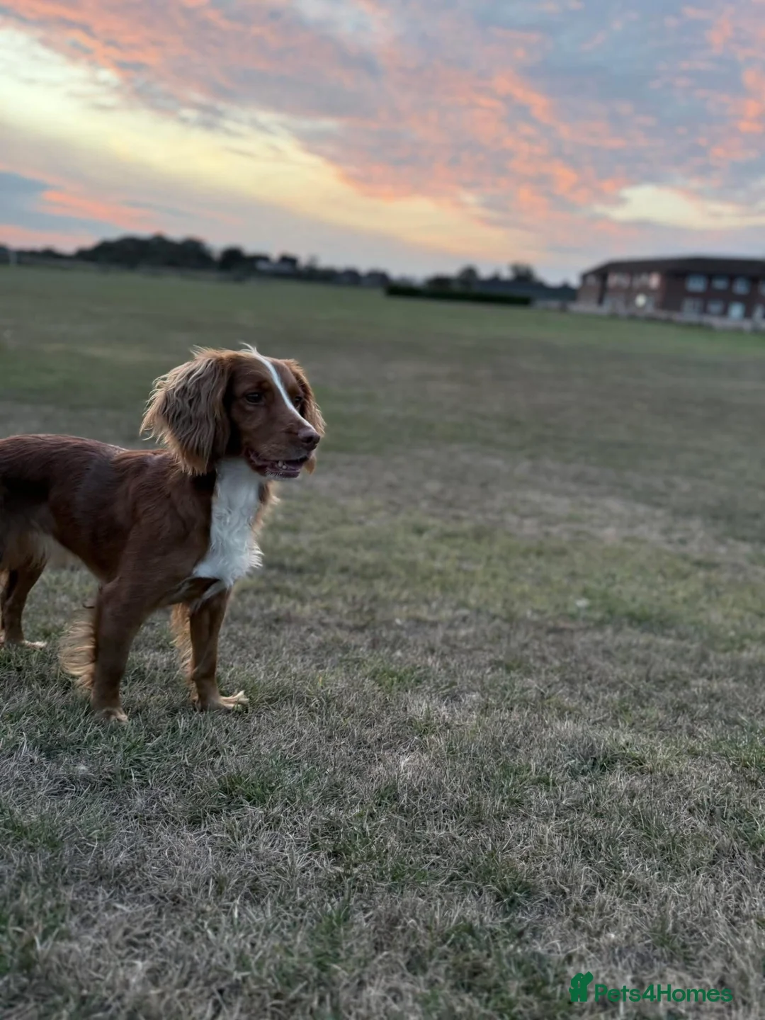 Cocker Spaniel dogs for sale: cocker spaniel boy in Morpeth - Advert 2