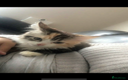 Mixed Breed cats for sale: Kittens ready to go - Image 3