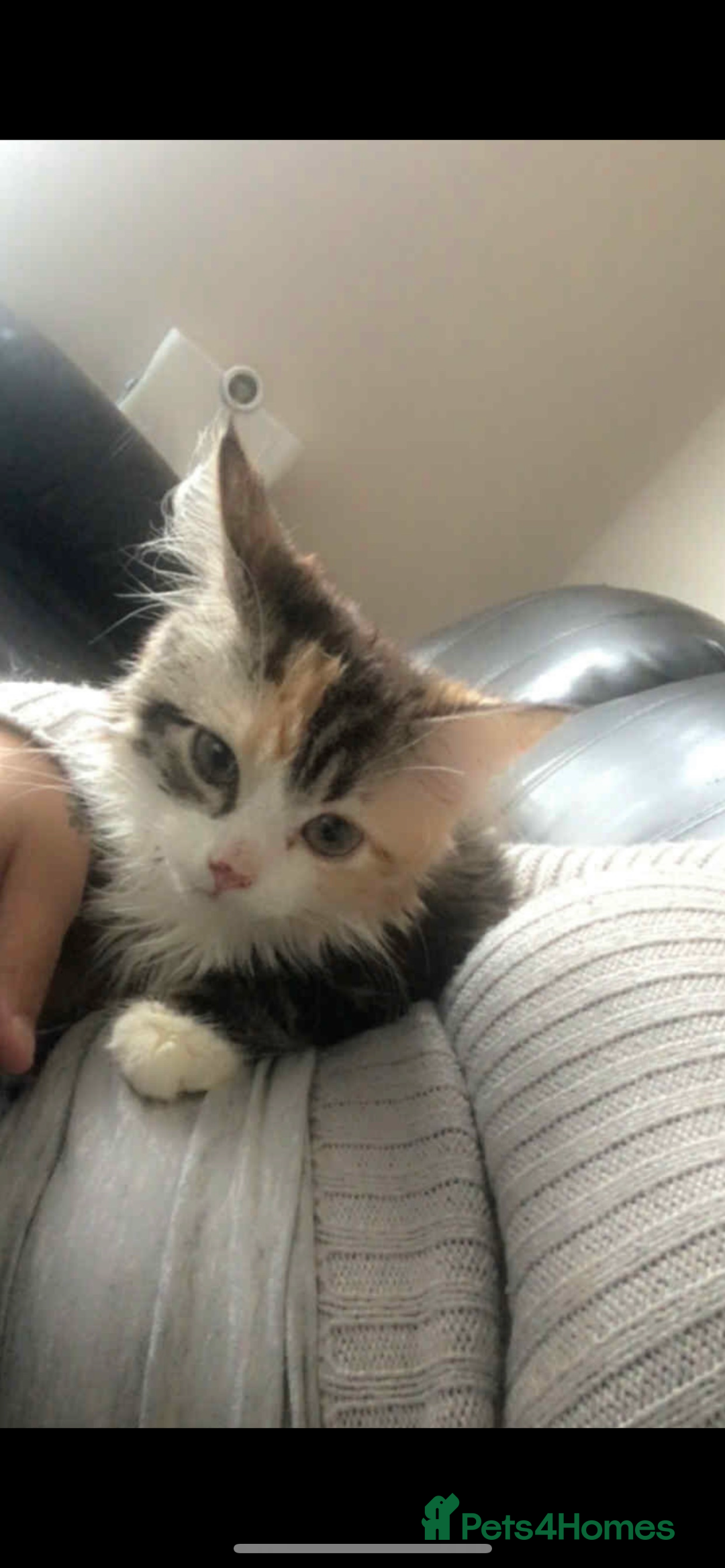 Mixed Breed cats for sale: Kittens ready to go - Image 3