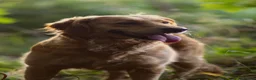 Golden Retriever dogs for sale: Fully Health Tested - KC Reg Golden Retrievers - Advert 7