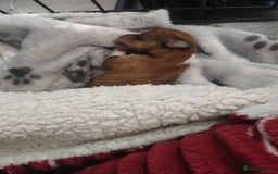 Mixed Breed dogs for sale: Beautiful YorkieRussell pups for sale! Small size  - Image 16