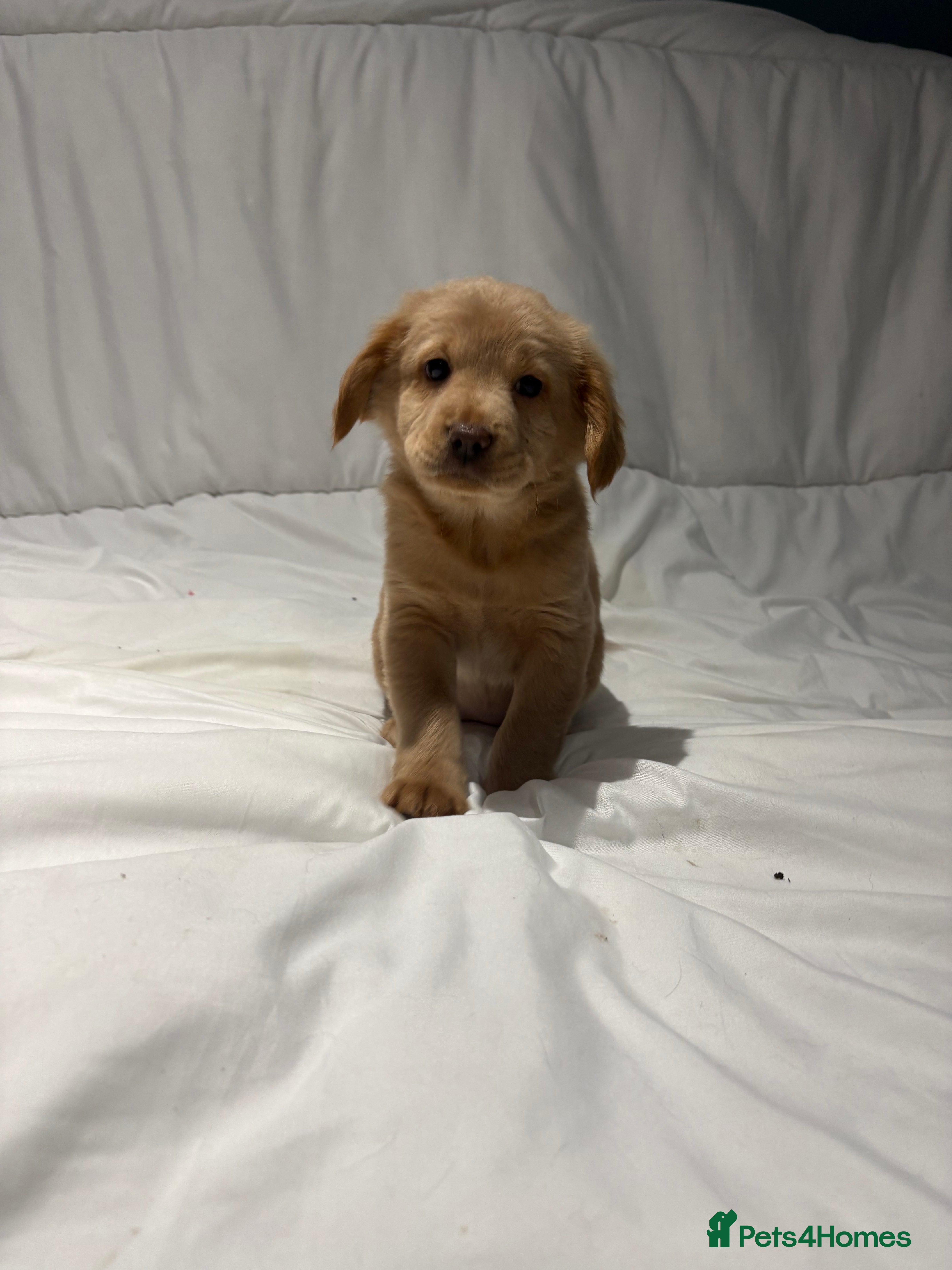 Mixed Breed dogs Cocker Chow puppies in Solihull - Advert 6