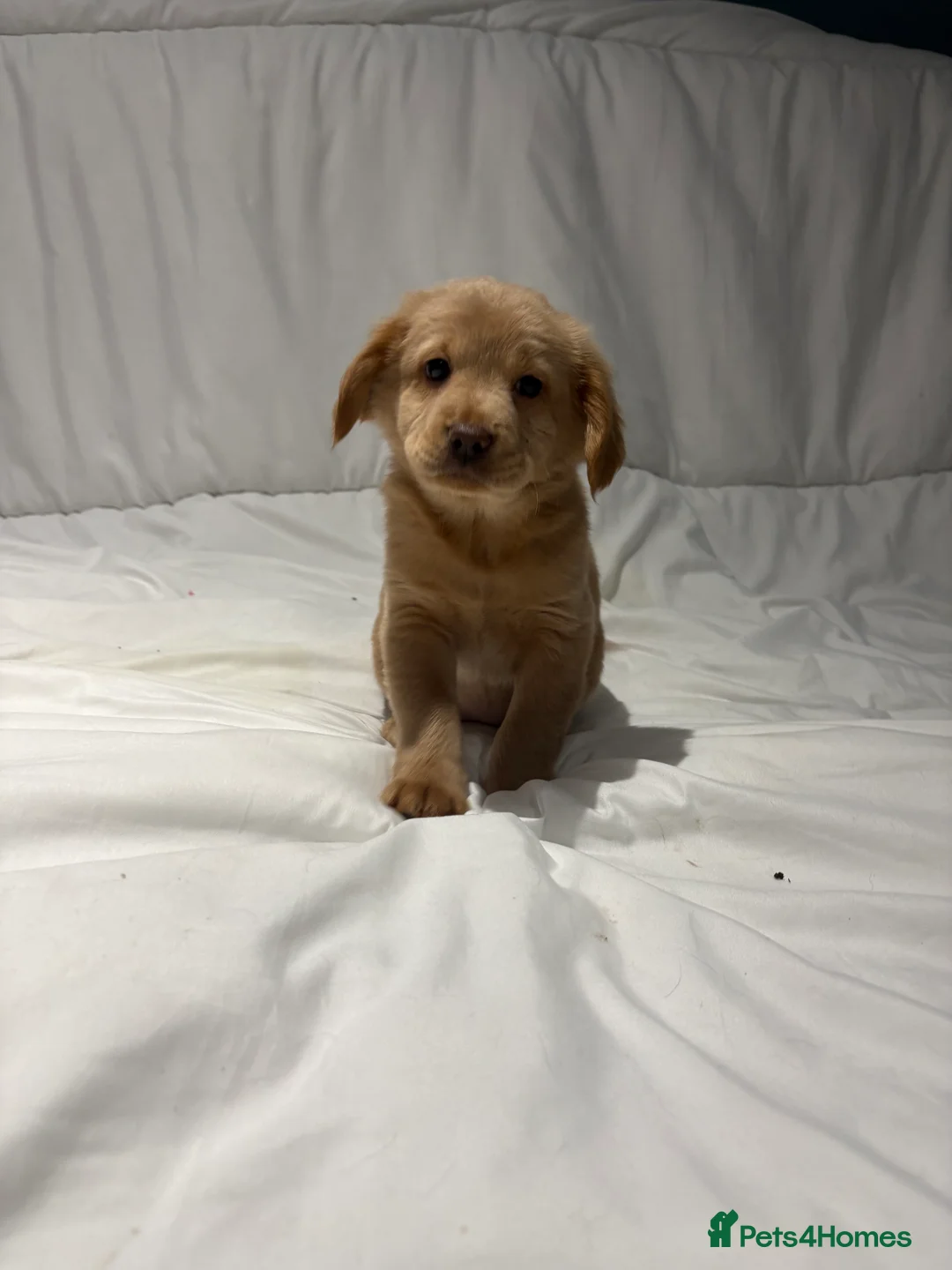 Mixed Breed dogs for sale: Cocker Chow puppies in Solihull - Advert 1