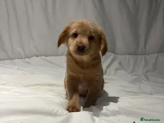 Mixed Breed dogs Cocker Chow puppies in Solihull - Advert 6