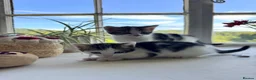 Mixed Breed cats for sale: Gorgeous British shorthair cross kittens  - Advert 3