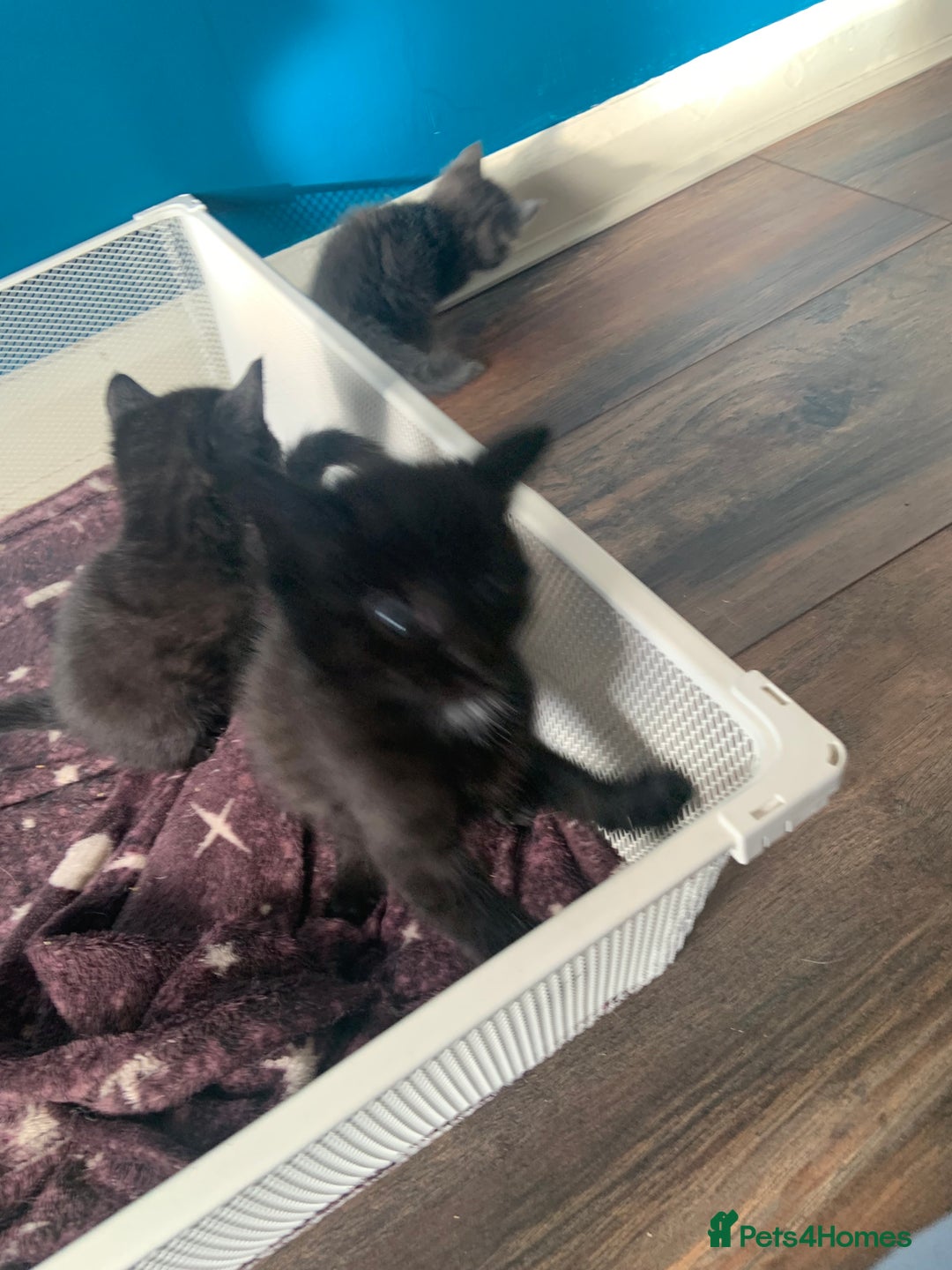 Mixed Breed cats for sale: Kittens - Image 2