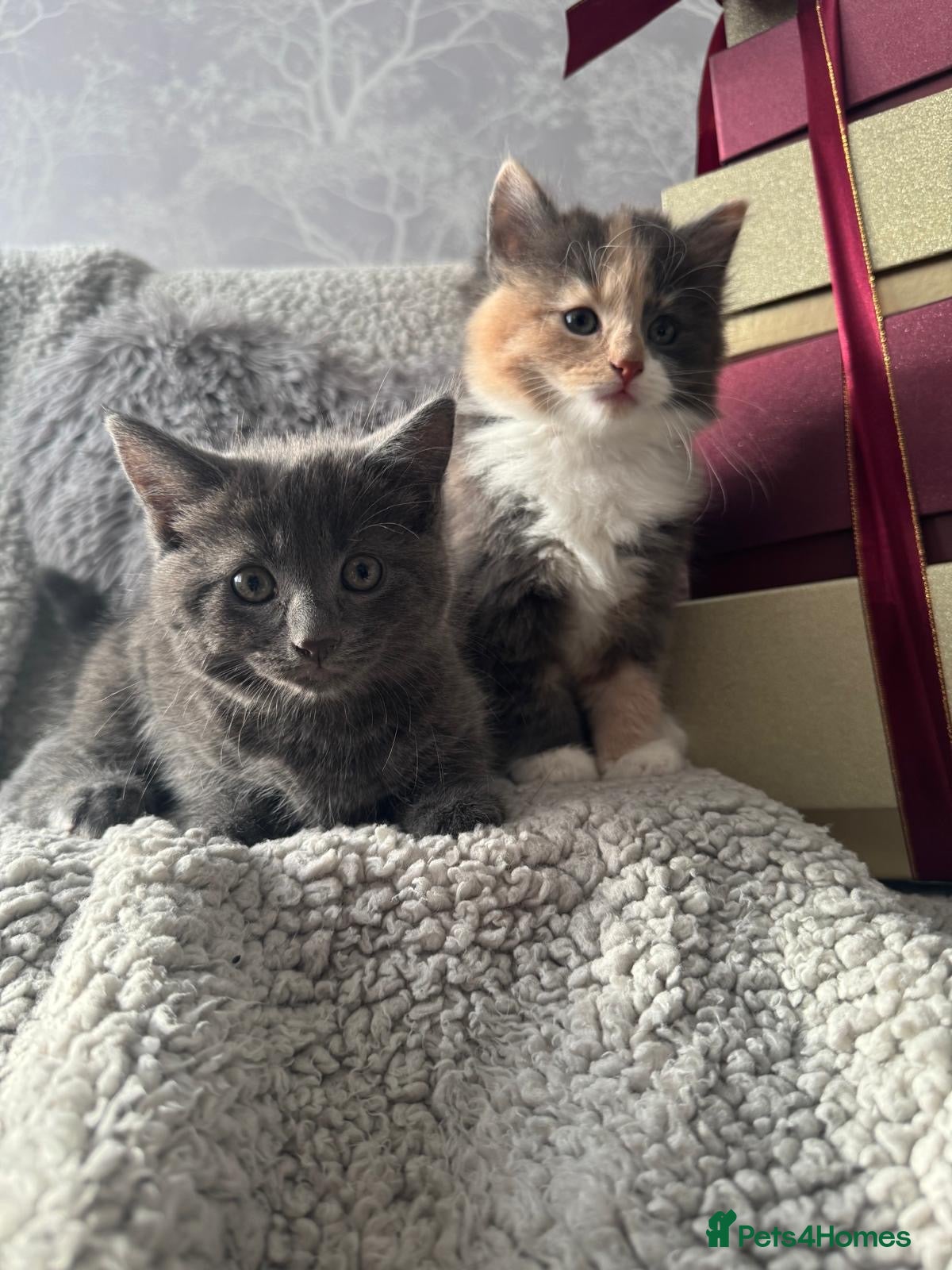 Mixed Breed cats Long Haired British Blue/Norwegian Forest kittens  - Advert 1