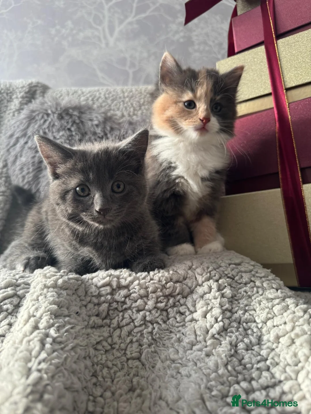 Mixed Breed cats for sale: Long Haired British Blue/Norwegian Forest kittens  - Advert 1