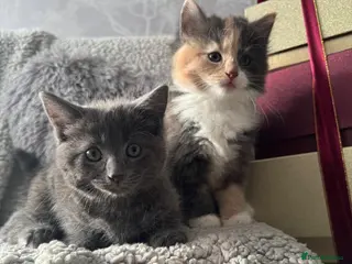 Mixed Breed cats Long Haired British Blue/Norwegian Forest kittens - Advert 1