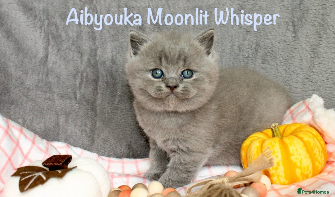 British Shorthair cats for sale: Gccf blue British shorthairs *ready November* - Image 22