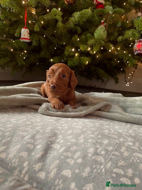 Cockapoo dogs Gorgeous Fox red F1B cockapoos - Advert 7