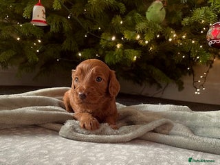 Cockapoo dogs Gorgeous Fox red F1B cockapoos - Advert 15