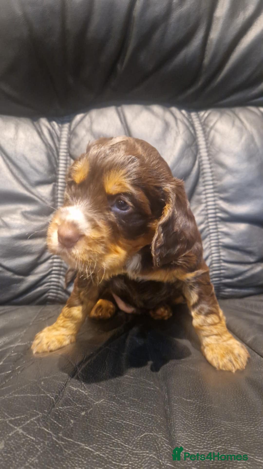 Cocker Spaniel dogs for sale: Stunning kc working cocker spaniels - Image 22