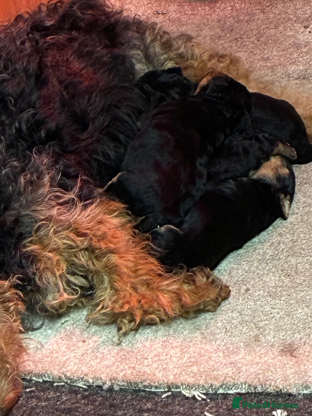 Welsh Terrier dogs for sale: Welsh terriers excellent pedigree  - Advert 9