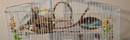 Budgerigars birds for sale: 2 budgies with the cage, the stand and food  - Advert 6