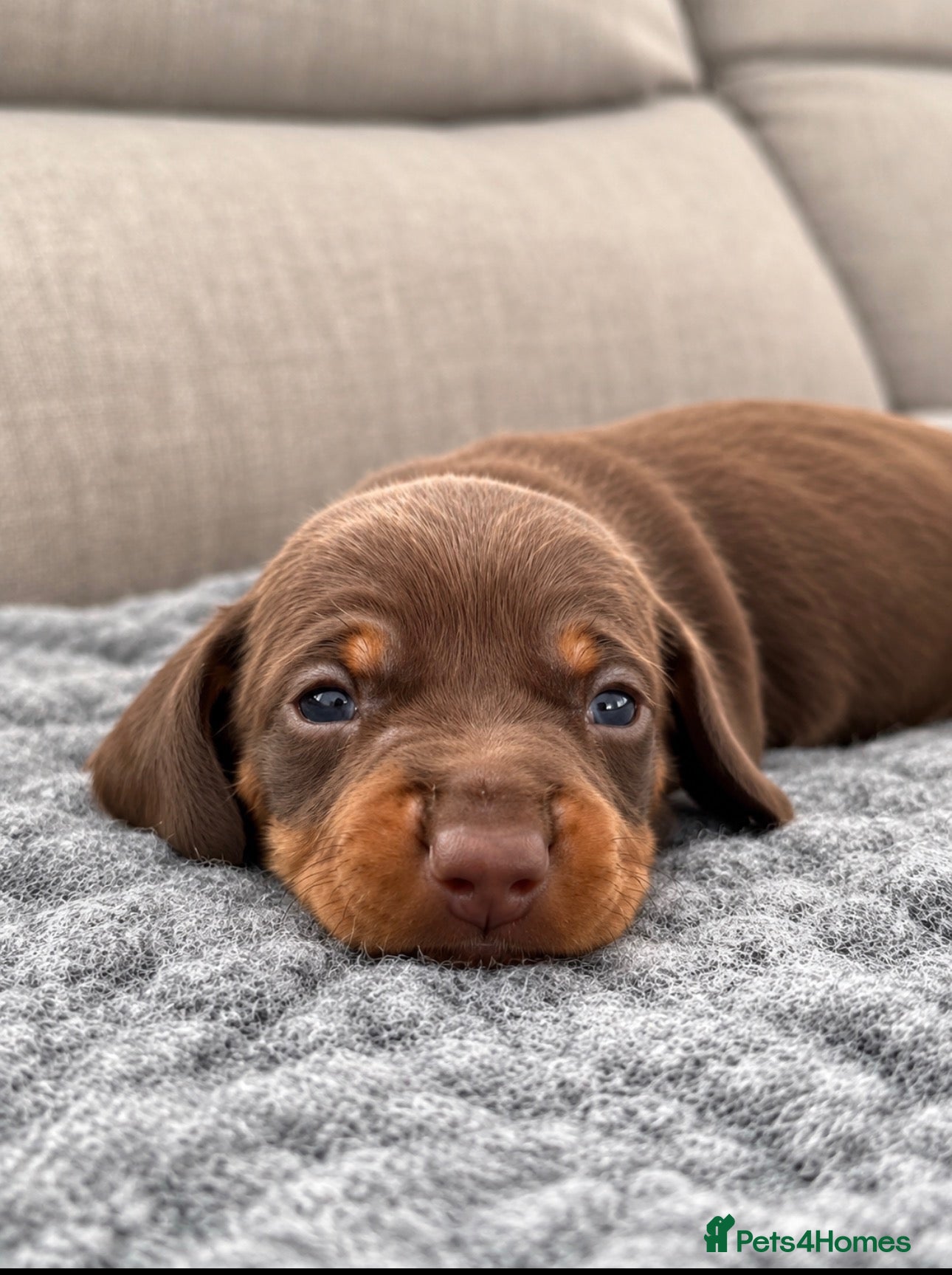 Miniature Dachshund dogs for sale:  Miniature Dachshund Puppies  - Advert 1