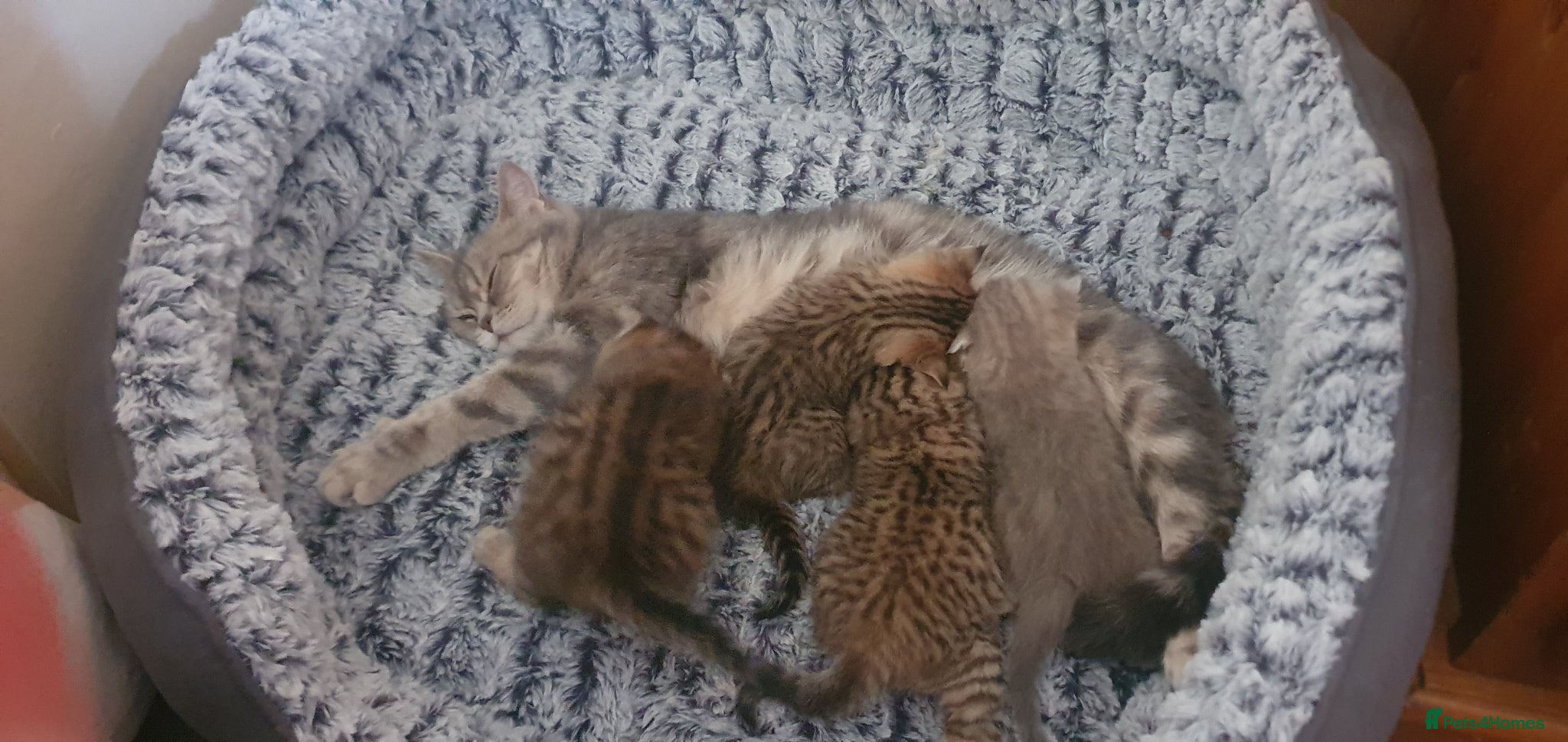 British Shorthair cats BRITISH SHORTHAIR BLACK GOLDEN SPOTTED TABBY - Advert 4