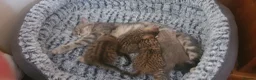 British Shorthair cats for sale: BRITISH SHORTHAIR BLACK GOLDEN SPOTTED TABBY - Advert 2