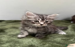 Scottish Fold cats for sale: Gorgeous fluffy Scottish Fold x DSH kittens - Image 27