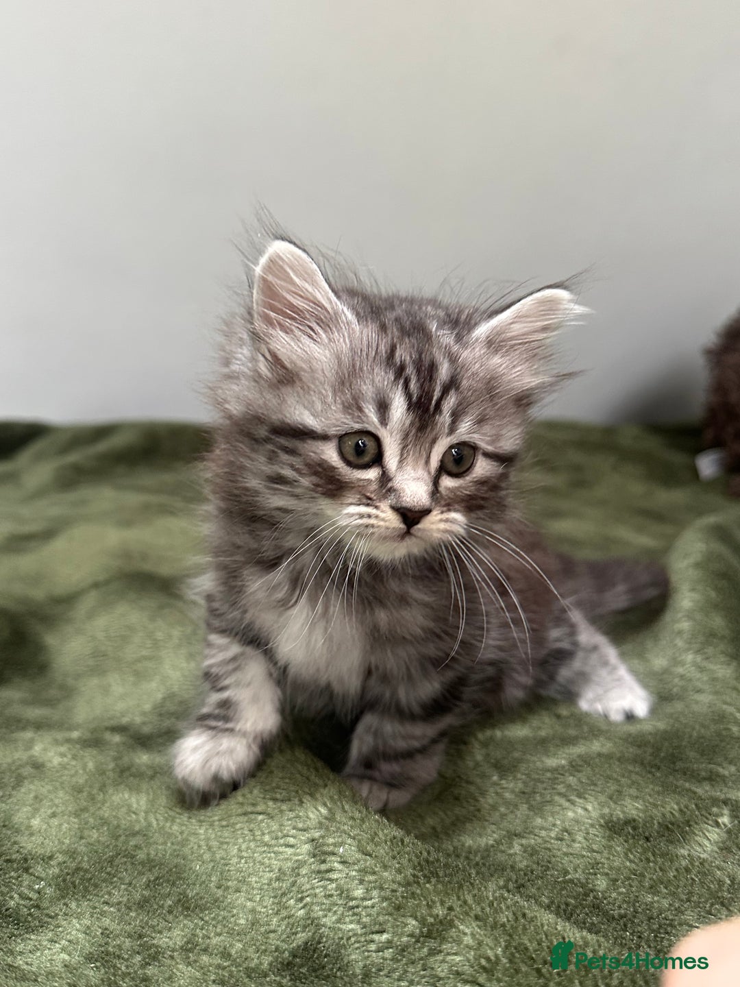 Scottish Fold cats for sale: Gorgeous fluffy Scottish Fold x DSH kittens - Image 27