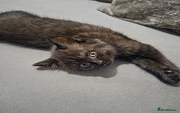 British Longhair cats for sale: Beautiful black British shorthair kittens  - Image 5