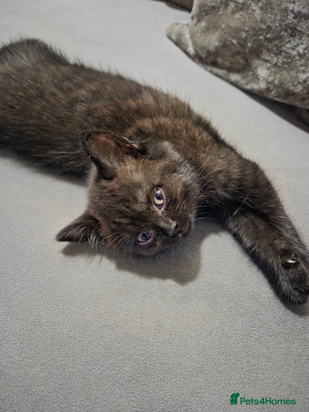 British Longhair cats for sale: Beautiful black British shorthair kittens  - Image 5